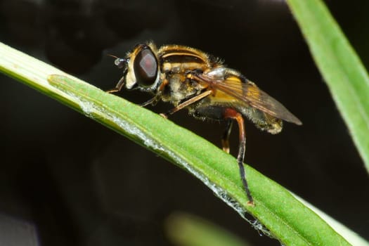 Helophilus pendulus