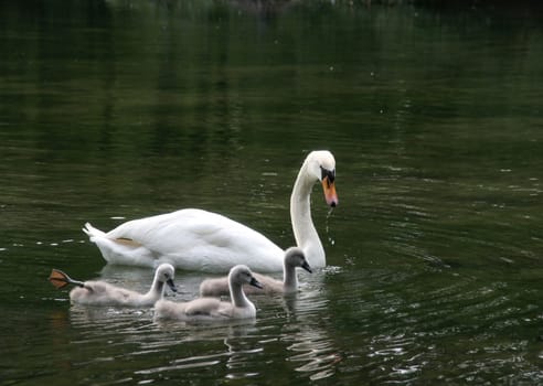 ... not for a moment does the mother let her young out of her sight.