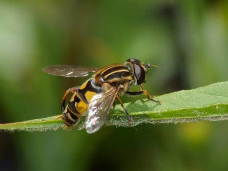 Helophilus pendulus. This species often lives in wetlands