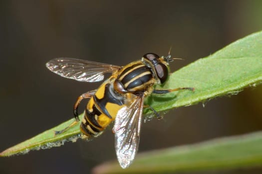The hoverflies form a family of about 5000 species. Most of them are nectar suckers. Some imitate bees and wasps