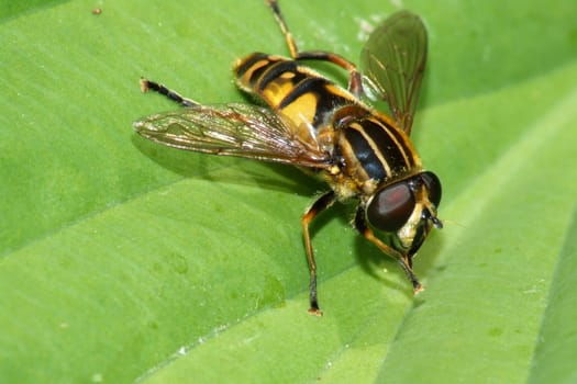 Helophilus pendulus