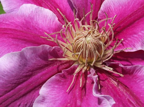 looked inside the flower