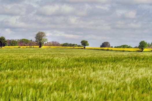Cornfield