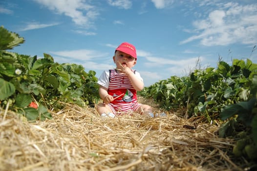 In the strawberry field