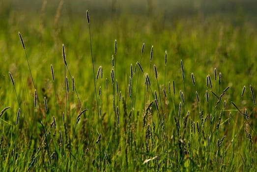 In the meadow