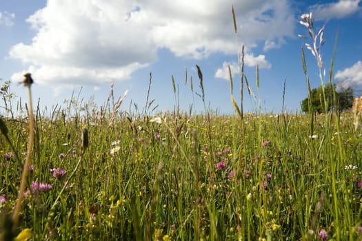 Spring meadow with grasses