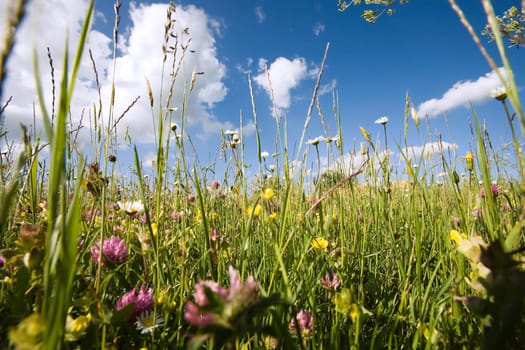 In the middle of a spring meadow