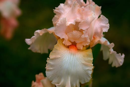 Pink Princess