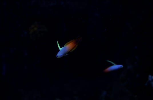 Fish with colorful