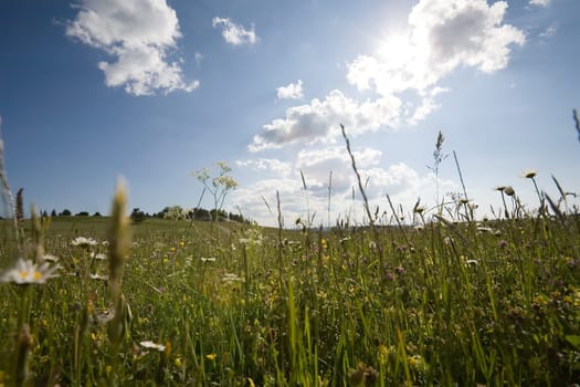 Spring meadow