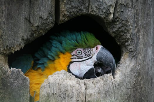 In a hollow of a tree