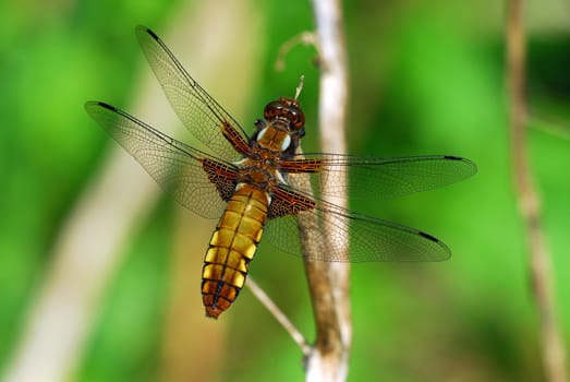 Four-spotted dragonfly