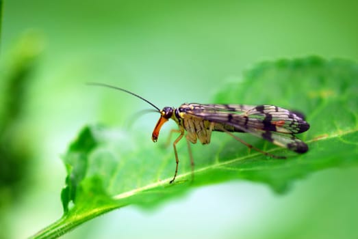 Scorpion fly