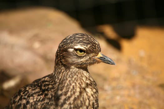 Burhinus capensis