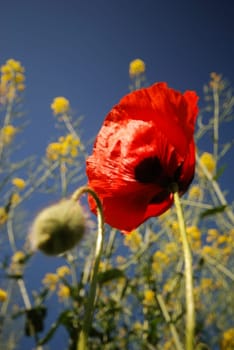 Poppy blossom in front of a rapeseed field