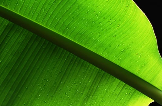 Banana leaf