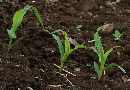 Corn plants