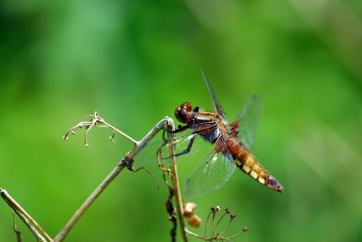 Four-spotted chaser