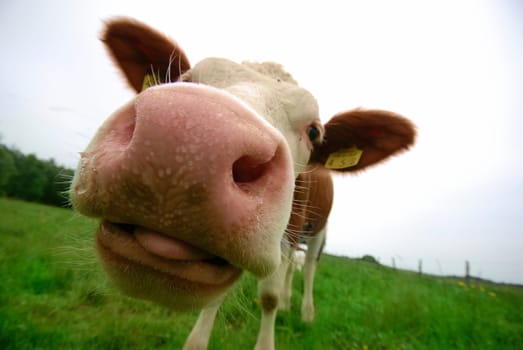 Cow Elsa