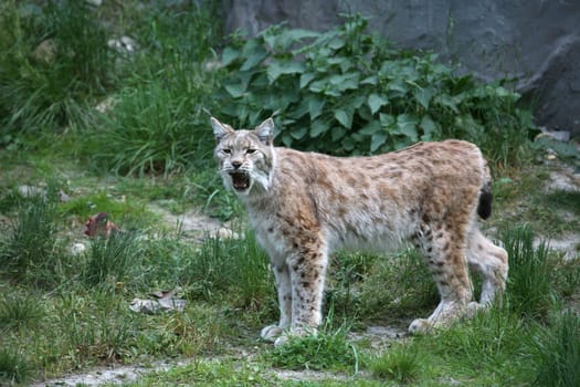 Hissing cat