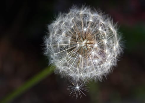 Dandelion