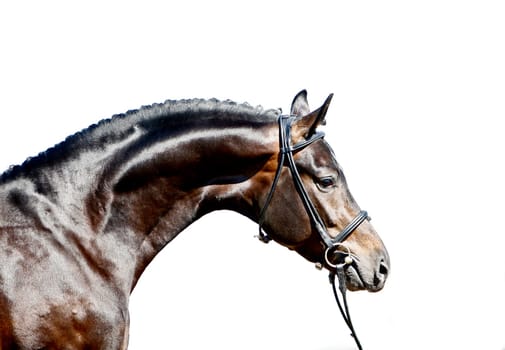 3 year. Hanoverian champion stallion Stoiber (Sandrohit / Weltmeyer Sohn) at the stud shooting for the stallion book