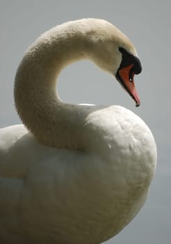 Beautiful swan