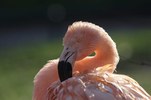 Flamingo Portrait