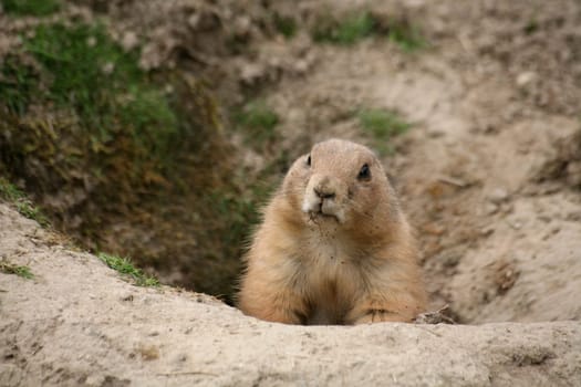 Cynomys ludovicianus