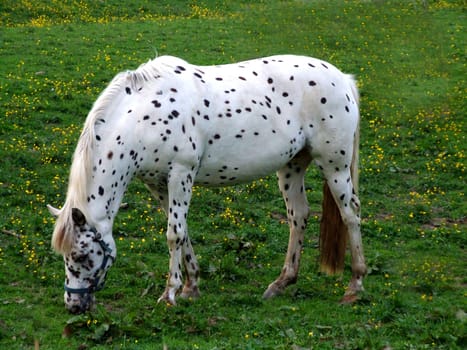 pied mold