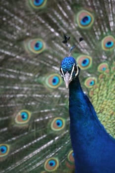 Pavo cristatus