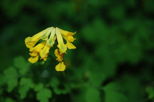 Corydalis lutea