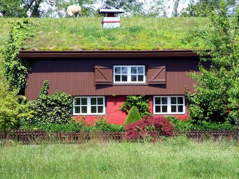 Green roofs