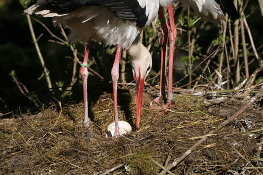 Eggs of white storks in the nest