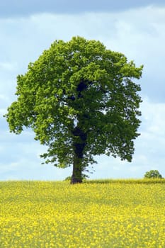 Tree in rapeseed