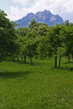 Orchard meadow