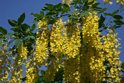 Laburnum