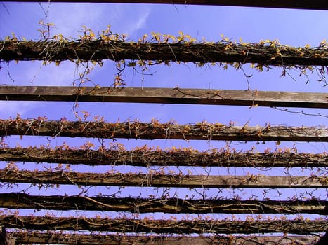 Pergola