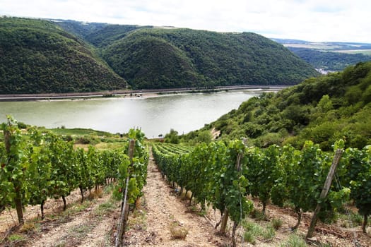 Vine slope