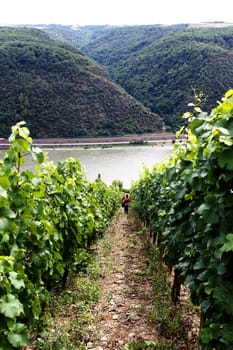 Vine walk