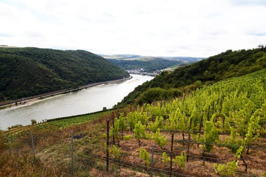 Vineyard