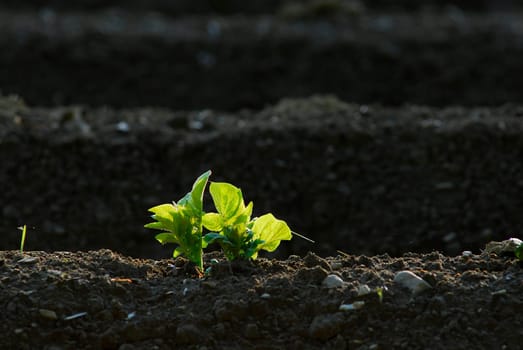 Potato field 3