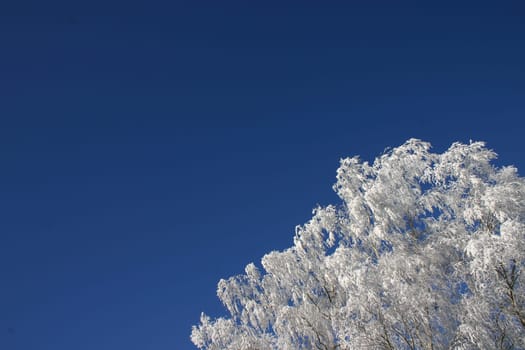 Tree with hoarfrost