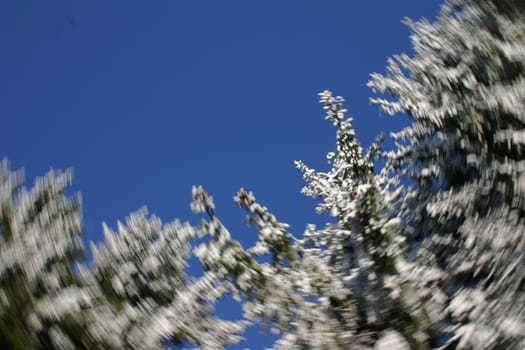 Winter forest rotates