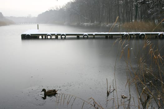 Duck in the lake