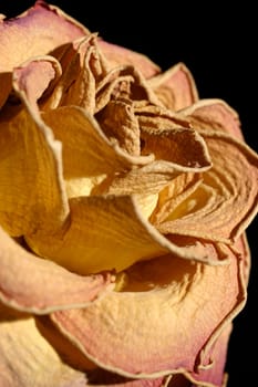 Rose (detail)
