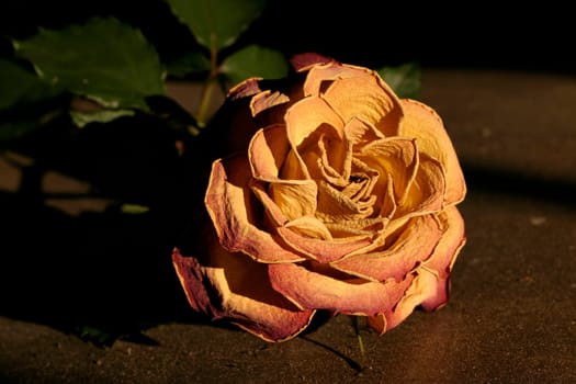 rose without hip without rosehip