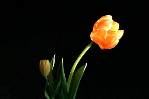 Tulip