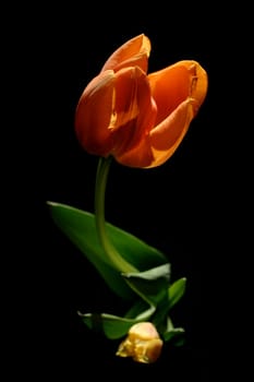 Tulip