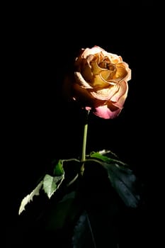 rose without hip without rosehip
